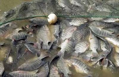 水質(zhì)改良劑研發(fā)大佬，30畝魚塘年入40萬(wàn)，揭秘“富養(yǎng)”羅非魚的致富經(jīng)