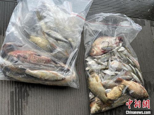 浙江杭州西湖首次系統(tǒng)摸底魚類多樣性，初步發(fā)現(xiàn)10余個(gè)品種，生態(tài)養(yǎng)護(hù)與養(yǎng)殖技術(shù)協(xié)同發(fā)展引關(guān)注